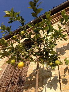 More lemons than ever - and its December